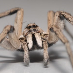 Tasmanicosa sp. (genus) at Evatt, ACT - 13 Nov 2020