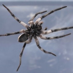 Tasmanicosa sp. (genus) at Evatt, ACT - 13 Nov 2020