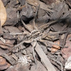 Tasmanicosa sp. (genus) at Evatt, ACT - 13 Nov 2020