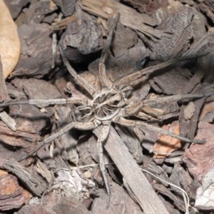 Tasmanicosa sp. (genus) at Evatt, ACT - 13 Nov 2020