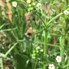 Hackelia suaveolens (Sweet Hounds Tongue) at Googong Foreshore - 13 Nov 2020 by JaneR