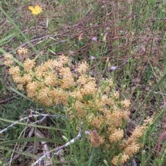 Lomandra multiflora (Many-flowered Matrush) at Yarrow, NSW - 13 Nov 2020 by JaneR