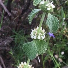 Marrubium vulgare (Horehound) at Yarrow, NSW - 13 Nov 2020 by JaneR