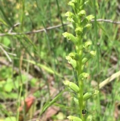 Microtis sp. (Onion Orchid) at Yarrow, NSW - 13 Nov 2020 by JaneR