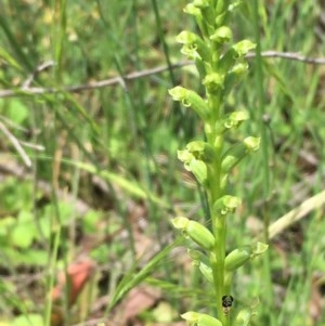 Microtis sp. at Yarrow, NSW - suppressed