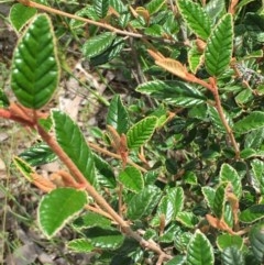 Pomaderris betulina (Birch Pomaderris) at QPRC LGA - 13 Nov 2020 by JaneR