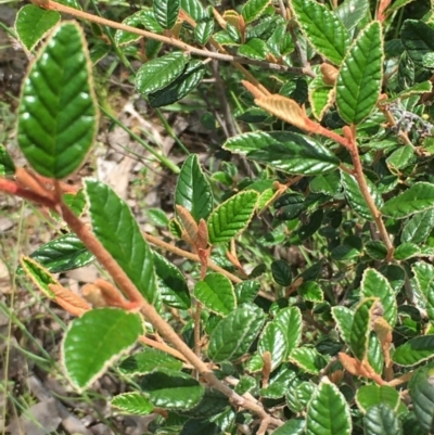 Pomaderris betulina (Birch Pomaderris) at Yarrow, NSW - 13 Nov 2020 by JaneR