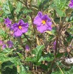 Solanum cinereum (Narrawa Burr) at QPRC LGA - 13 Nov 2020 by JaneR