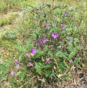 Solanum cinereum at Yarrow, NSW - 13 Nov 2020