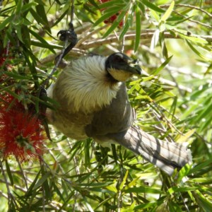 Philemon corniculatus at Kambah, ACT - 8 Nov 2020