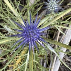 Eryngium ovinum (Blue Devil) at Hughes Grassy Woodland - 13 Nov 2020 by KL