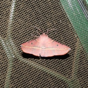 Oenochroma vinaria at Kambah, ACT - 11 Nov 2020 10:14 PM