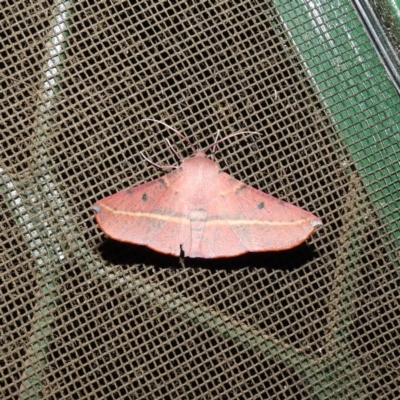 Oenochroma vinaria (Pink-bellied Moth, Hakea Wine Moth) at Kambah, ACT - 11 Nov 2020 by MatthewFrawley