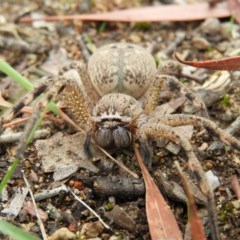 Neosparassus sp. (genus) (Badge huntsman) at Kambah, ACT - 13 Nov 2020 by MatthewFrawley