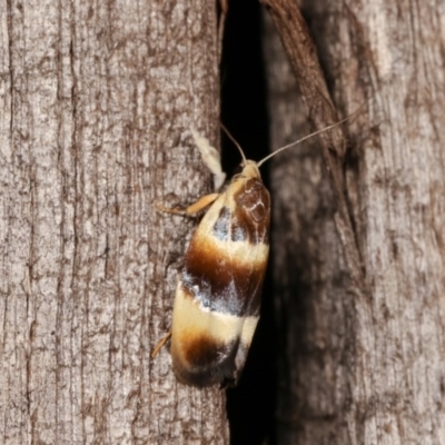 Piloprepes anassa (A Concealer moth) at Melba, ACT - 11 Nov 2020 by kasiaaus