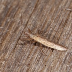 Nabis sp. (genus) (Damsel bug) at Melba, ACT - 10 Nov 2020 by kasiaaus