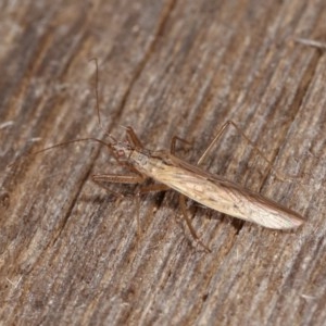 Nabis sp. (genus) at Melba, ACT - 10 Nov 2020