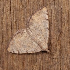 Chrysolarentia mecynata (Mecynata Carpet Moth) at Melba, ACT - 10 Nov 2020 by kasiaaus