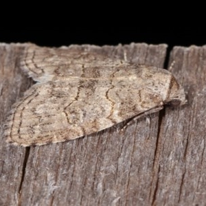 Calathusa sp nr dispila at Melba, ACT - 10 Nov 2020