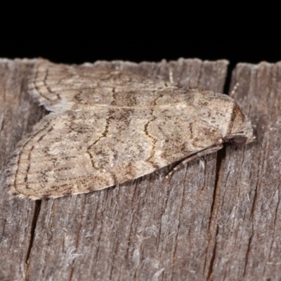 Calathusa sp nr dispila at Melba, ACT - 10 Nov 2020 by kasiaaus