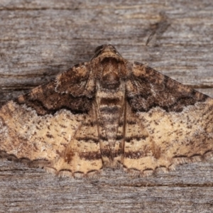 Aporoctena undescribed species at Melba, ACT - 10 Nov 2020 10:51 PM