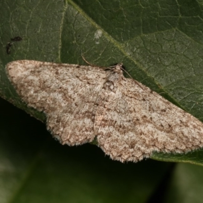 Psilosticha absorpta (Fine-waved Bark Moth) at Melba, ACT - 10 Nov 2020 by kasiaaus