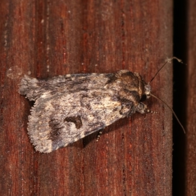 Thoracolopha verecunda (A Noctuid moth (Acronictinae)) at Melba, ACT - 10 Nov 2020 by kasiaaus