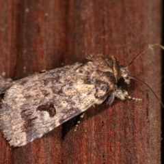 Thoracolopha verecunda at Melba, ACT - 10 Nov 2020 11:43 PM