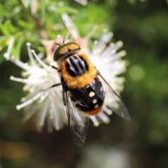 Scaptia (Scaptia) auriflua (A flower-feeding march fly) at ANBG - 13 Nov 2020 by HelenBoronia