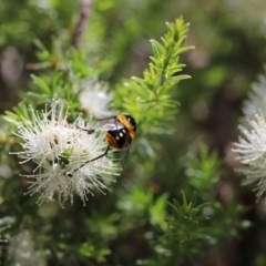 Scaptia (Scaptia) auriflua at Acton, ACT - 13 Nov 2020