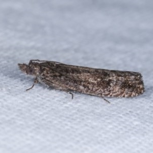 Spilonota-group at Melba, ACT - 10 Nov 2020 11:44 PM