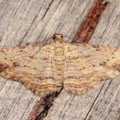 Didymoctenia exsuperata (Thick-lined Bark Moth) at Melba, ACT - 10 Nov 2020 by kasiaaus