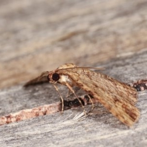 Didymoctenia exsuperata at Melba, ACT - 10 Nov 2020