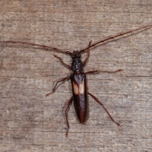 Epithora dorsalis at Melba, ACT - 10 Nov 2020