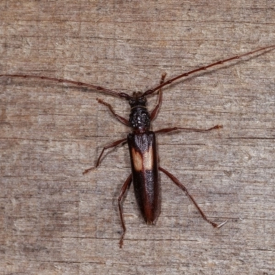 Epithora dorsalis (Longicorn Beetle) at Melba, ACT - 10 Nov 2020 by kasiaaus
