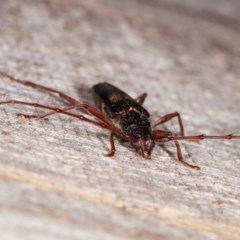 Epithora dorsalis at Melba, ACT - 10 Nov 2020 11:48 PM