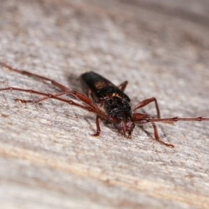 Epithora dorsalis at Melba, ACT - 10 Nov 2020