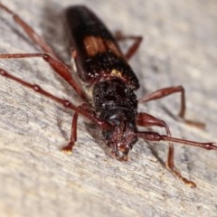 Epithora dorsalis at Melba, ACT - 10 Nov 2020