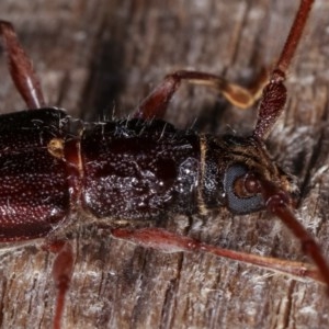 Epithora dorsalis at Melba, ACT - 10 Nov 2020