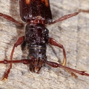 Epithora dorsalis at Melba, ACT - 10 Nov 2020