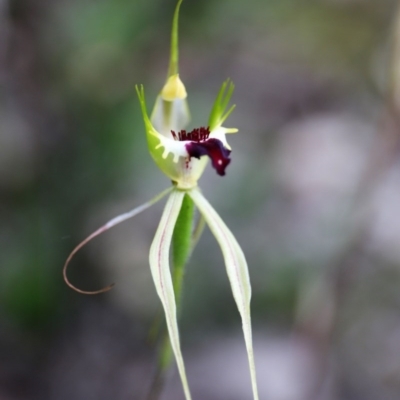 Caladenia atrovespa (Green-comb Spider Orchid) at Black Mountain - 13 Nov 2020 by HelenBoronia