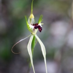 Caladenia atrovespa (Green-comb Spider Orchid) at Downer, ACT - 13 Nov 2020 by HelenBoronia