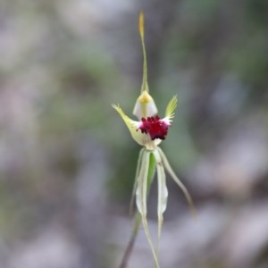 Caladenia atrovespa at Downer, ACT - 13 Nov 2020