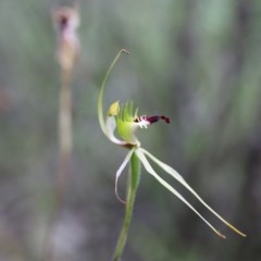 Caladenia atrovespa at Downer, ACT - 13 Nov 2020