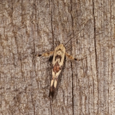 Stathmopoda melanochra (An Oecophorid moth (Eriococcus caterpillar)) at Melba, ACT - 10 Nov 2020 by kasiaaus