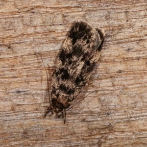Barea phaeomochla at Melba, ACT - 10 Nov 2020 11:53 PM