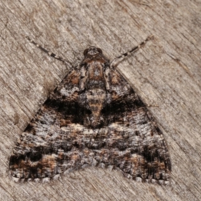 Gastrinodes argoplaca (Cryptic Bark Moth) at Melba, ACT - 10 Nov 2020 by kasiaaus