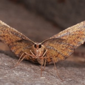 Rhinodia rostraria at Melba, ACT - 11 Nov 2020