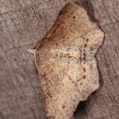 Rhinodia rostraria at Melba, ACT - 11 Nov 2020 12:02 AM