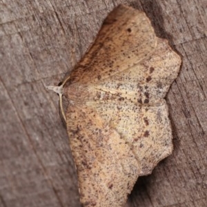 Rhinodia rostraria at Melba, ACT - 11 Nov 2020